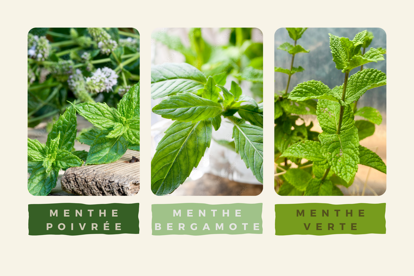 Infusion 3 Menthes