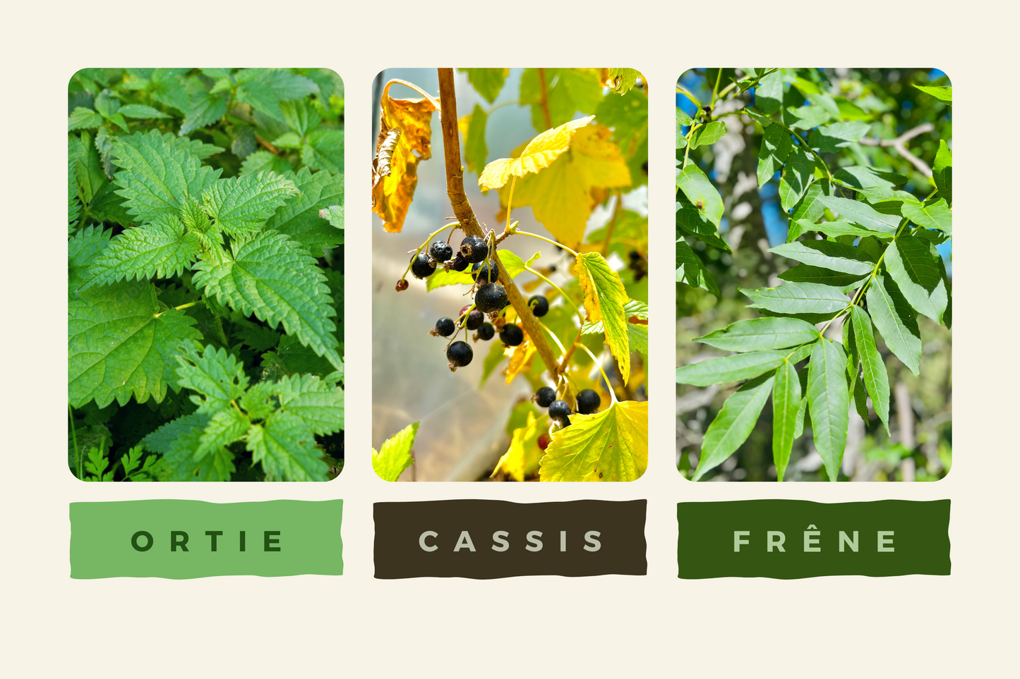 Infusion Souplesse Mobilité